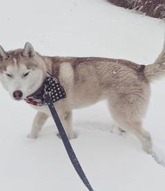 husky-dog-walking-kcmo